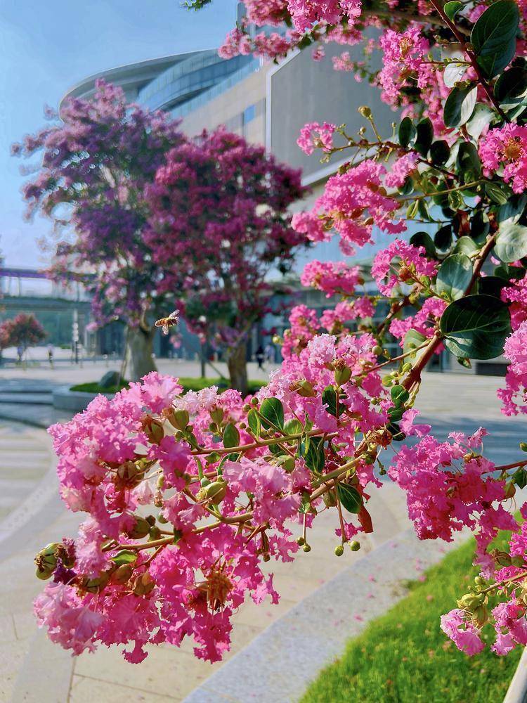 佛山禅城街头紫薇花缀满枝头,绘出浪漫唯美"画卷"