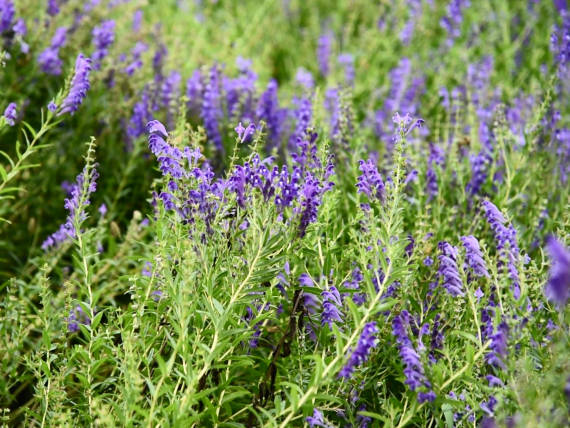 图为陇西药圃园内种植的中药材黄芩(8月3日摄).新华社记者梁军 摄