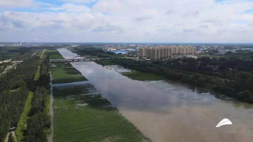 漳卫新河洪水正通过我市无棣辛集闸