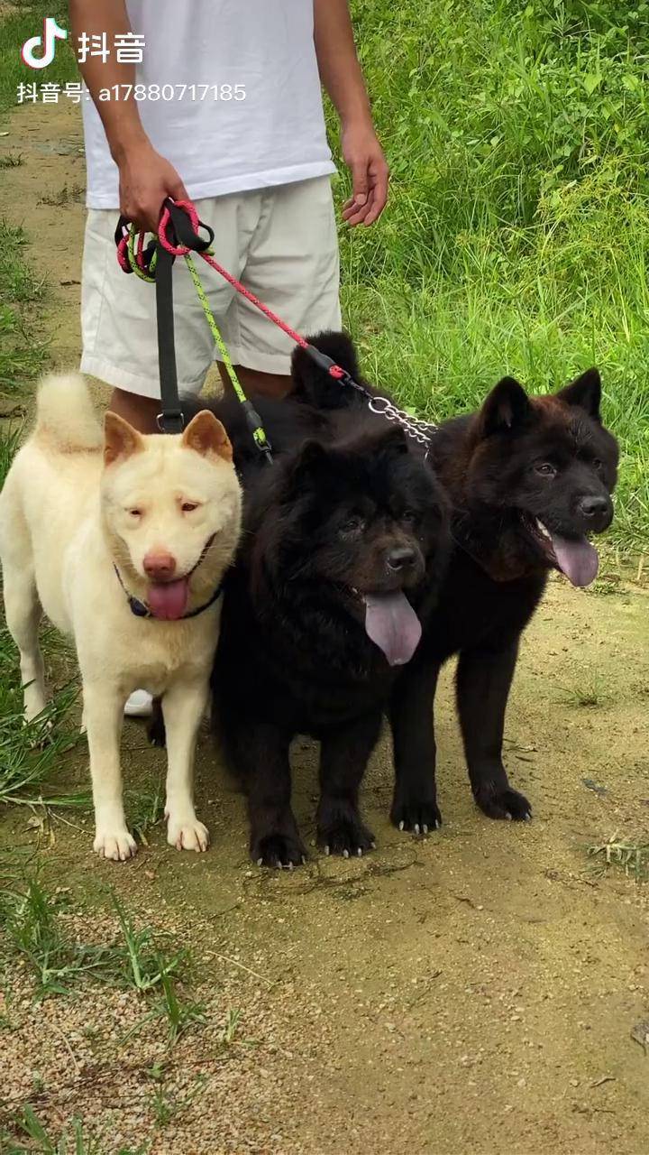 养狗讲缘分狗遇有缘人保护中华田园犬忠犬五黑犬五赤犬土松犬