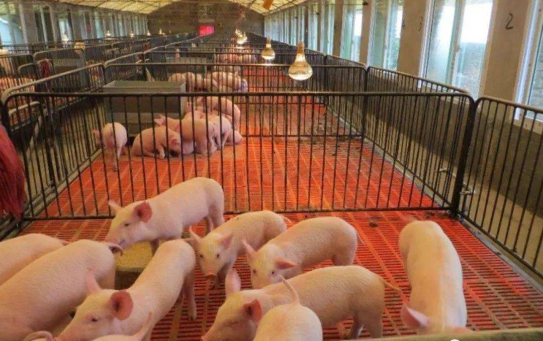78亿,电白新建一大型养猪场,出栏17.6万头猪!