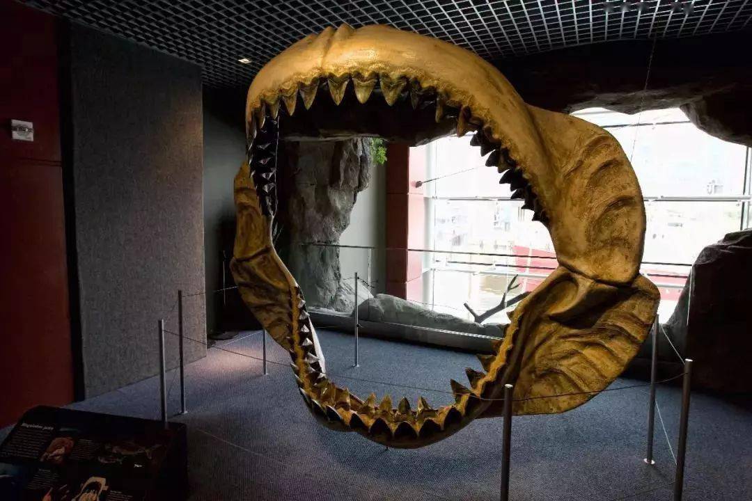 巨齿鲨化石的大嘴图片
