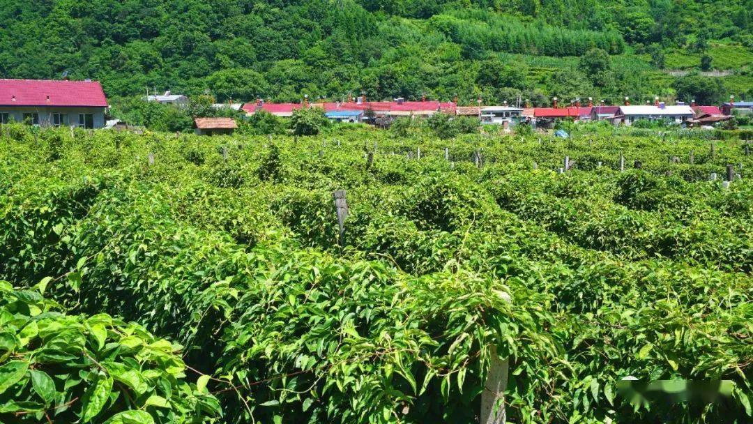 白山市浑江区三道沟镇二道沟村,水库移民政策扶持的五味子种植抚松县