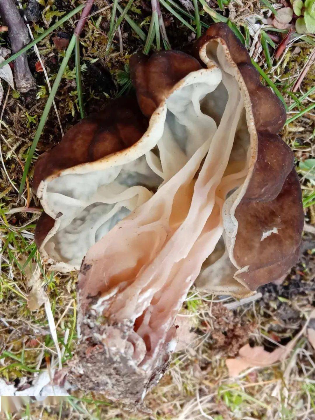 巨形鹿花菌( gyromitra gigas )(图片来源:高鹏)d.