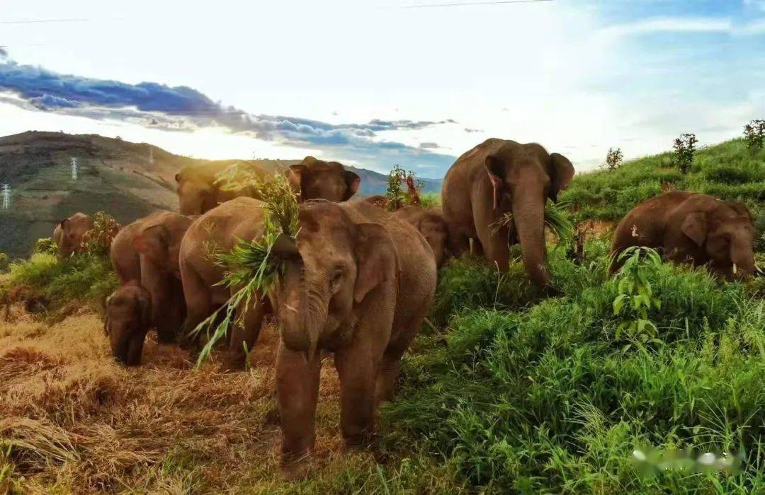 亚洲象在元江的日子—收礼物收到手软!_大象