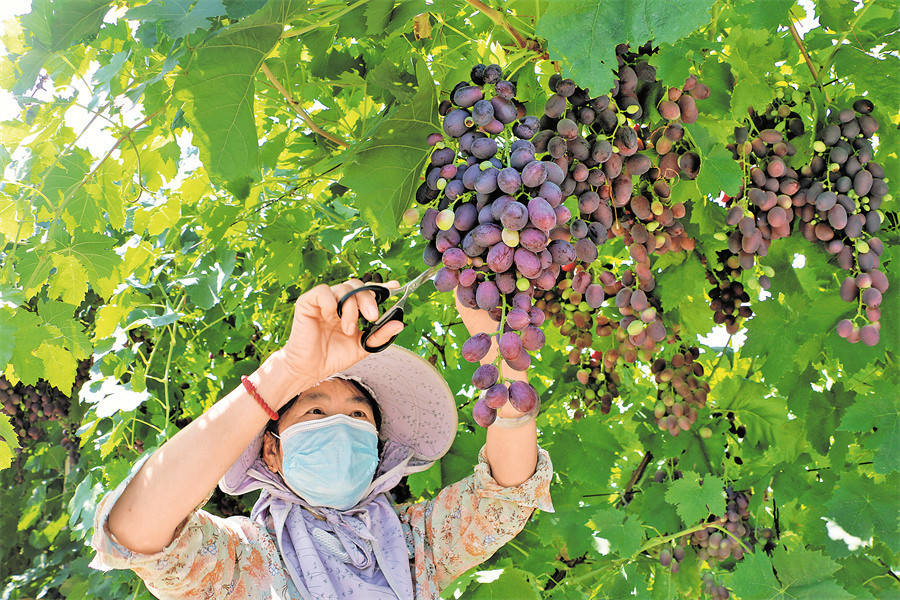 葡萄种植基地村民在修剪葡萄串