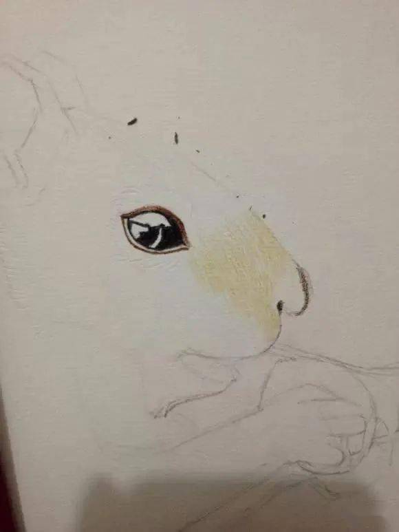 彩铅手绘教程:萌萌的小松鼠