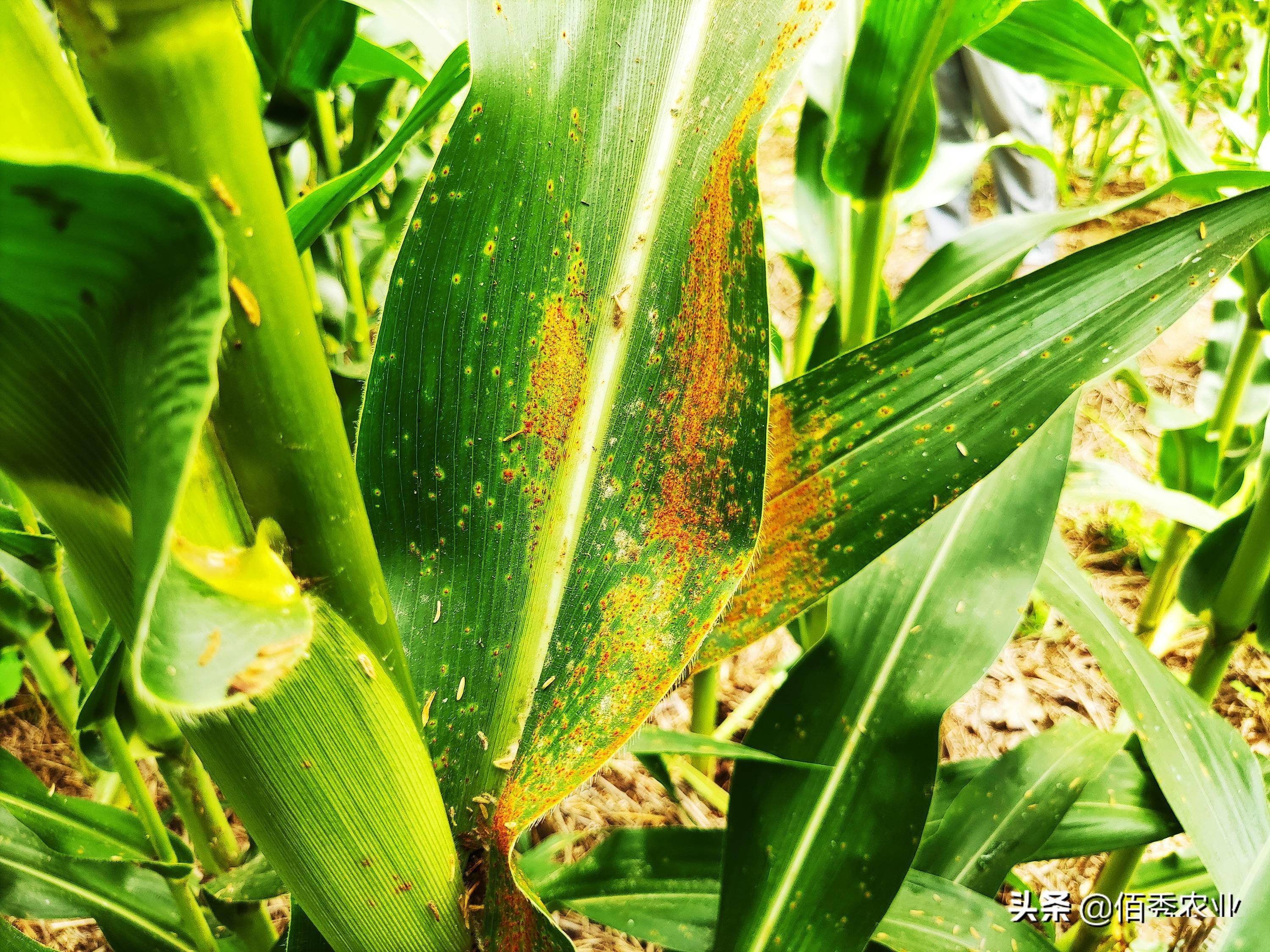 农业专家:"这锈病危害,传统玉米种植户都知道,在咱这里也称"黄疸病"