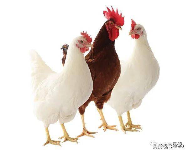 经过持续改良,如今肉鸡品种主要有白羽肉鸡,黄羽肉鸡,茶花鸡等等.