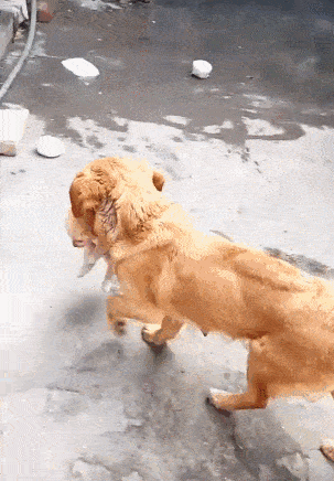 小狗被卖得仅剩一只,狗妈稀罕得不得了,到哪都叼着!