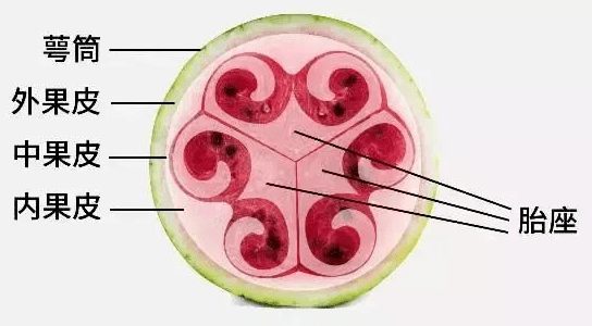 这其实是由西瓜的结构决定,西瓜瓤主要由内果皮和胎座组成,其中胎座