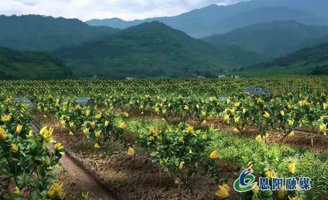 恩阳 打造万亩道地中药材"金名片"_园区