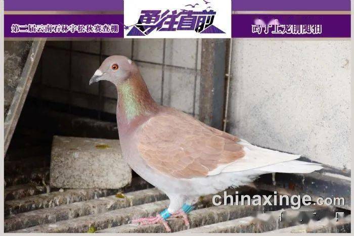 作为云南秋棚新贵,石林宇松今年举办第二届比赛,众多鸽友送鸽参赛,早