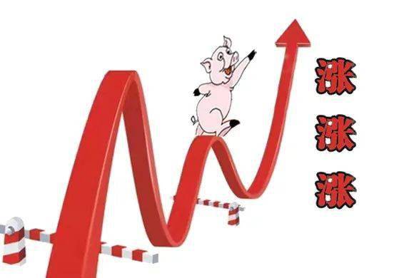 今日猪价:猪价还能上涨吗?