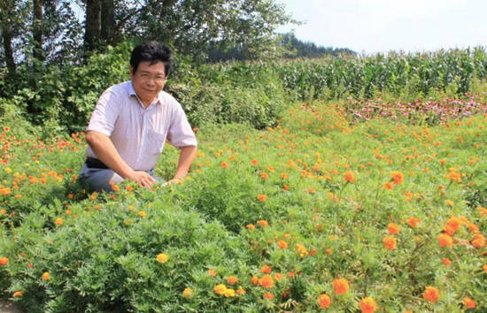 周启星教授在孔雀草田间实验现场 南开大学供图