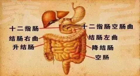 胃肠消化,排便正常,何来肥瘦不均,胃口不开呢 在高抬脚时,脊椎