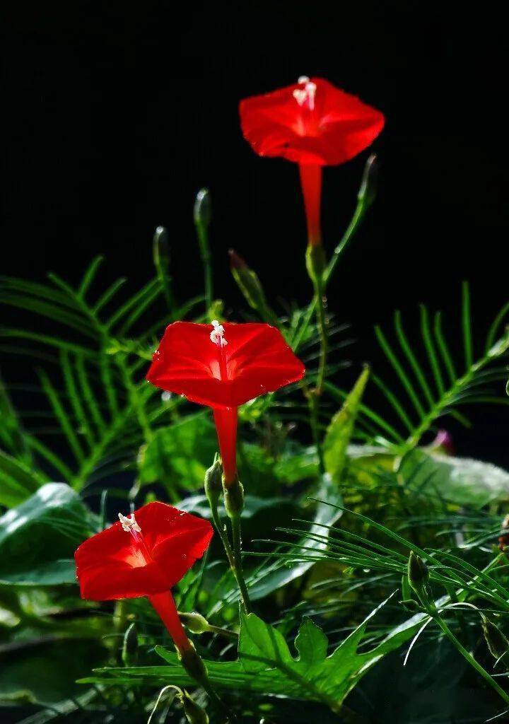 茑萝花开红五星