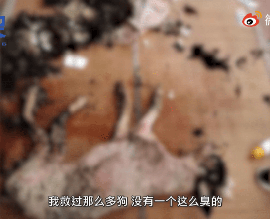 南京情侣退房后把宠物狗遗弃出租屋,浑身屎尿皮肤生蛆
