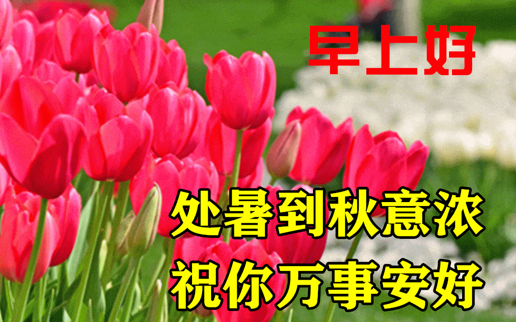 8月23日处暑最漂亮早上好动态表情图片大全,早晨好动图美图大全