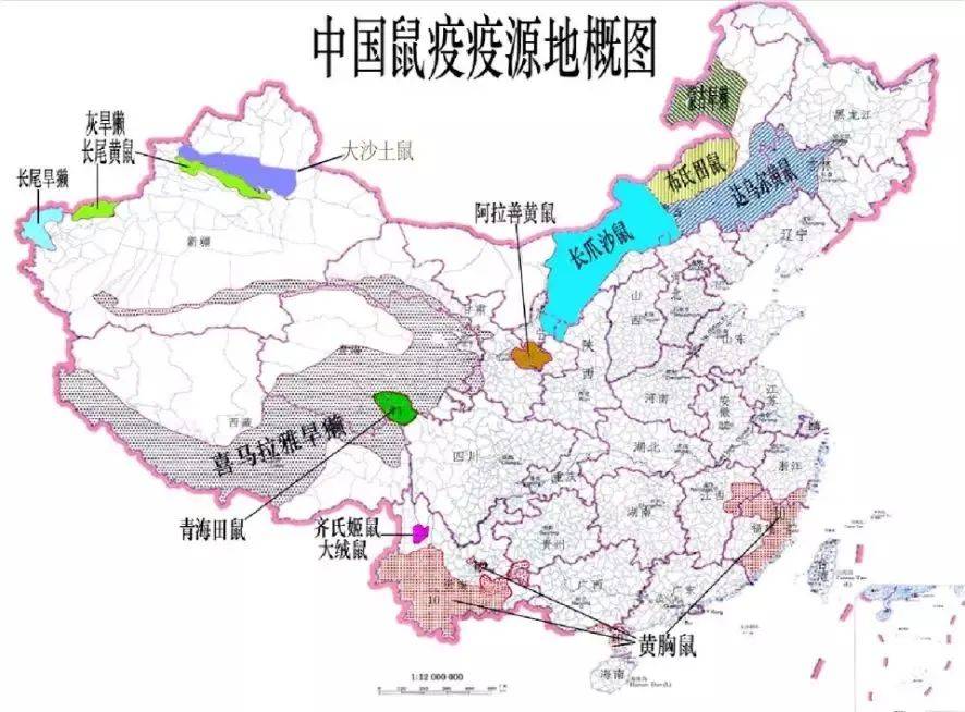 草原|疾控中心提醒：别慌！做到四点可以预防腺鼠疫！