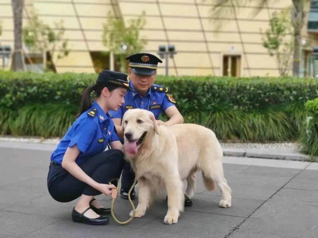 我市查处温州市养犬管理条例实施以来首起犬只未登记案件