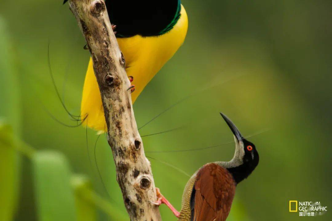 一只华丽的雄性十二线极乐鸟(seleucidis melanoleucus)正在卖弄身姿