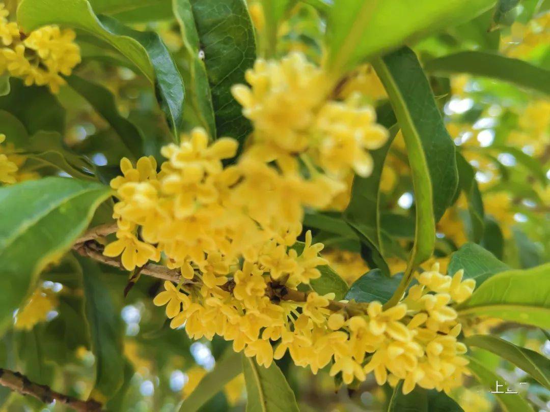 原来又是一年桂花香了