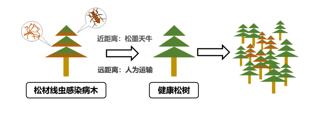 同学们介绍了松材线虫的形态特征与生活史,松材线虫病的传播媒介与