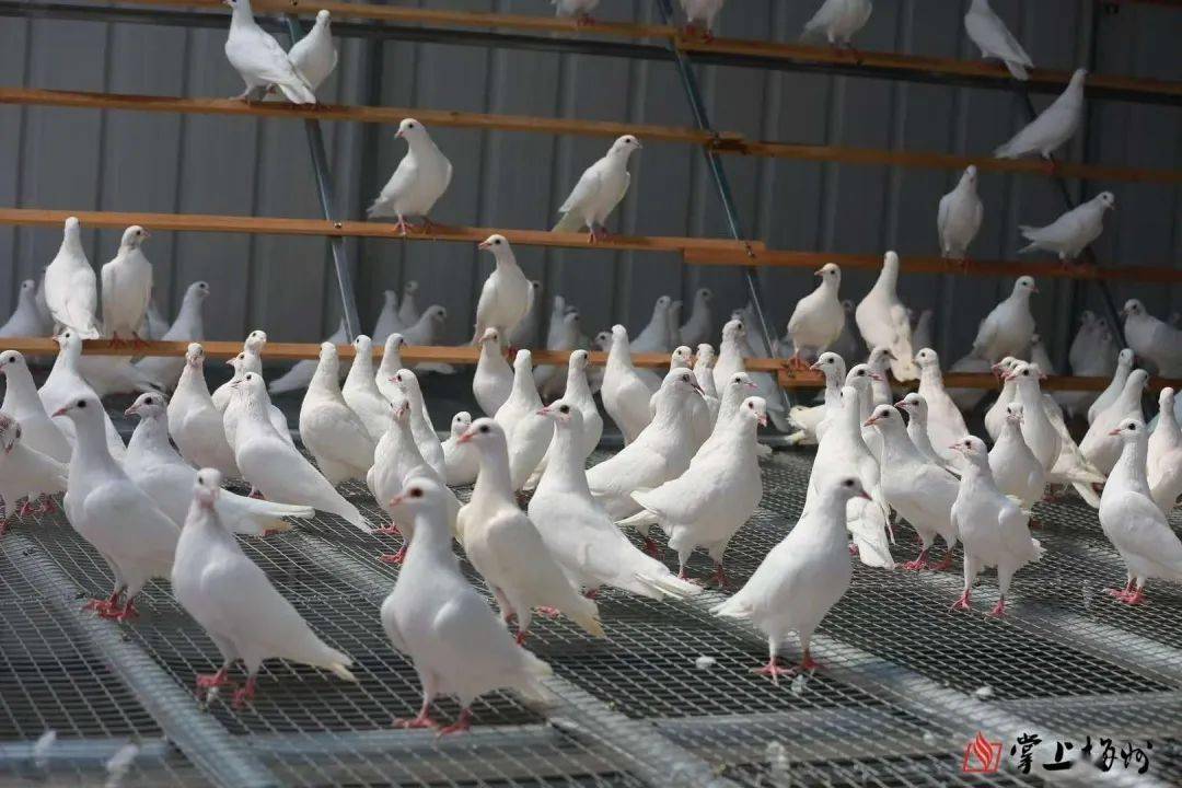 广东宝宁农牧科技有限公司养殖基地的鸽子.