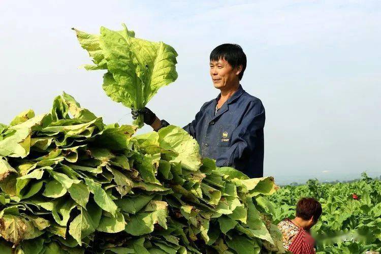 陈旭:烟叶采摘正当时