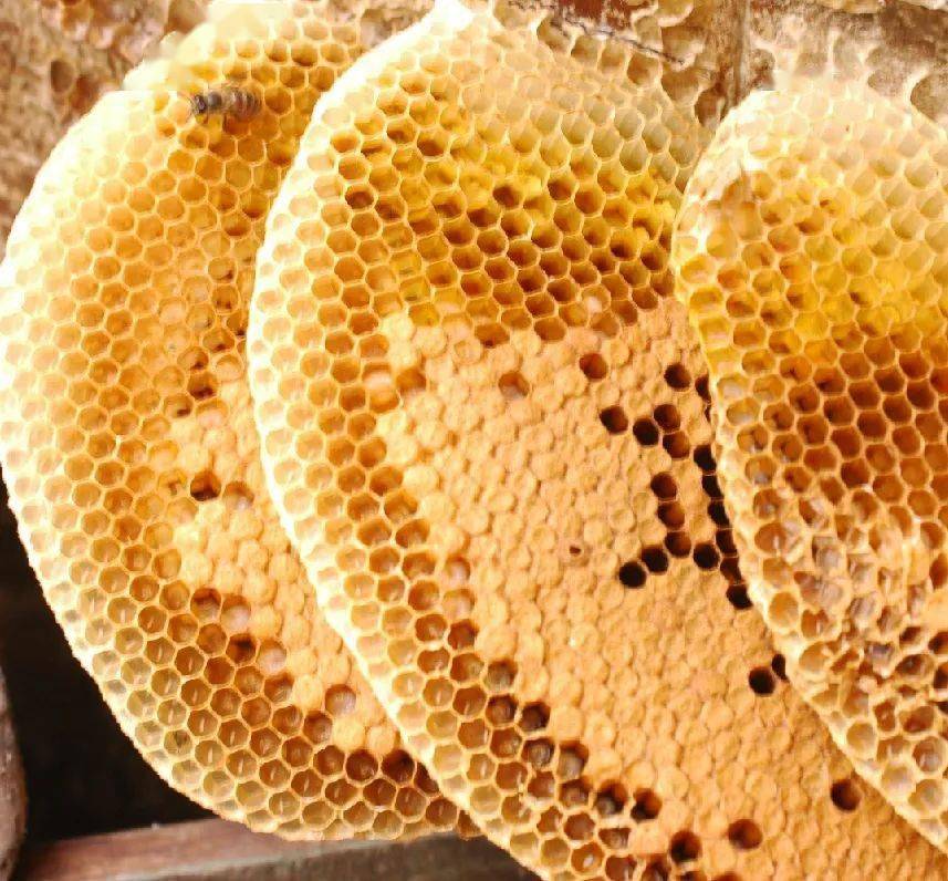 探索蜜蜂王国体验采蜜酿蜜9月10月排起来
