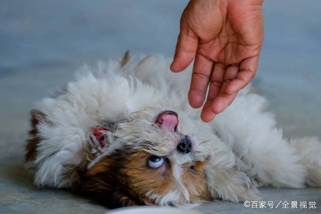 小狗|摸不准狗狗性格类型？五招教你识别狗的性格，找到适合家养的那款
