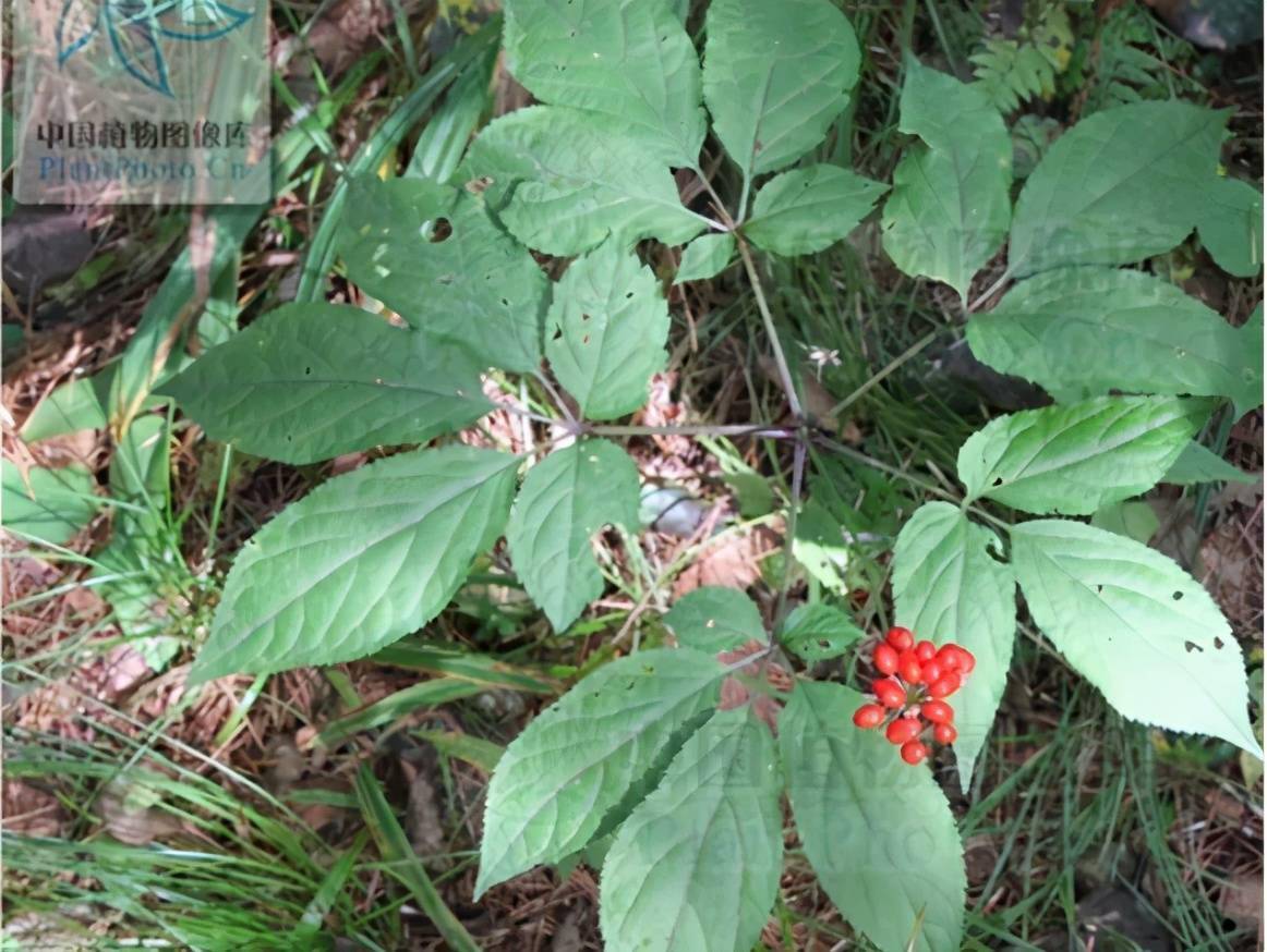 五加科植物人参的干燥根和根茎.多于秋季采挖,洗净经晒干或烘干.