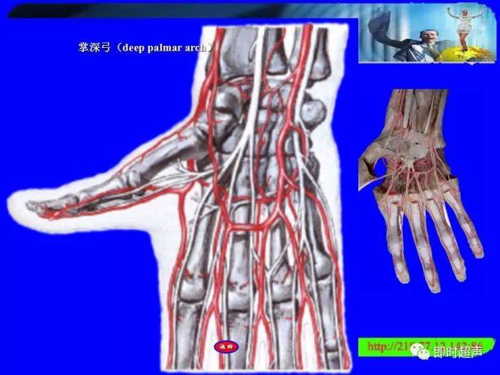 上肢血管解剖的详细超声图解