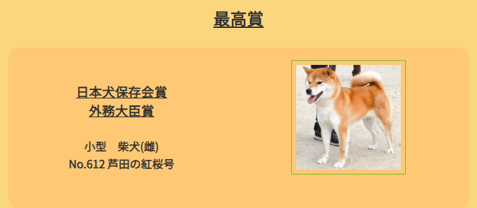 每年都给柴犬举行2次选美大赛,集合日本狗界颜值担当