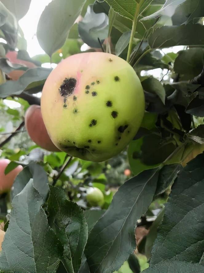 警惕苹果黑星病的传播蔓延