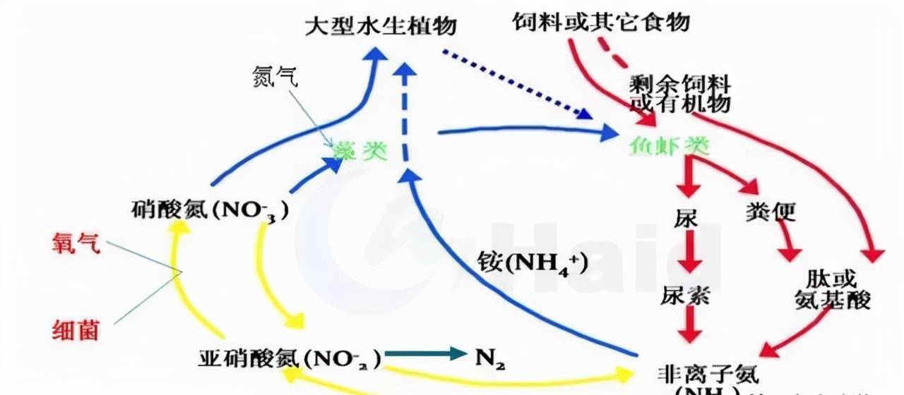 养殖水体氮循环图