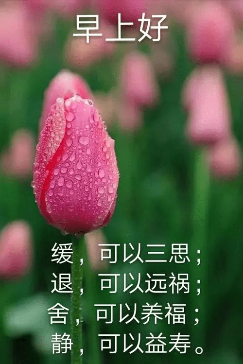 早上安康盛年不重来一日难再晨珍惜每一天早安