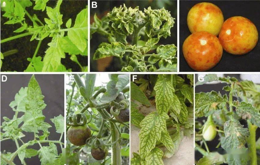 番茄常见九种病害第四篇病毒病
