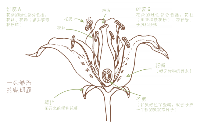 一旦花粉粒穿过花粉管,来到子房与胚珠会合, 一个新的果实或者种子就