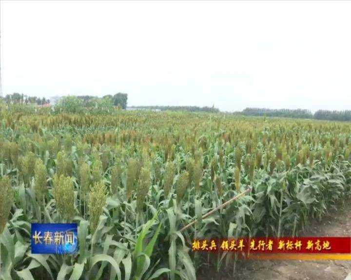 公主岭市:农业快速发展打造黄金名片