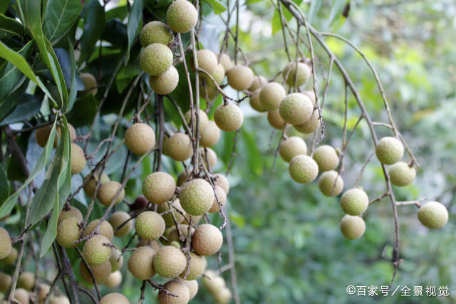 榴莲|肝脏最怕“一种水”,你若喜欢喝,“浇灭”肝火,口臭也冲没了