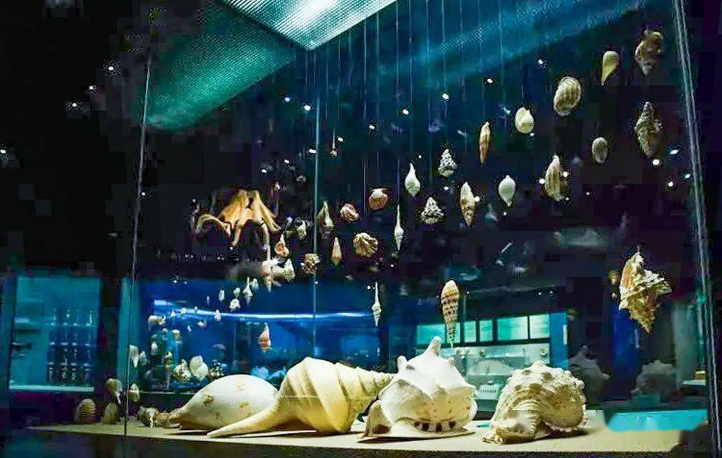 在天津自然博物馆"家园·生命"展区海洋生物展厅里,观众可以看到一头"