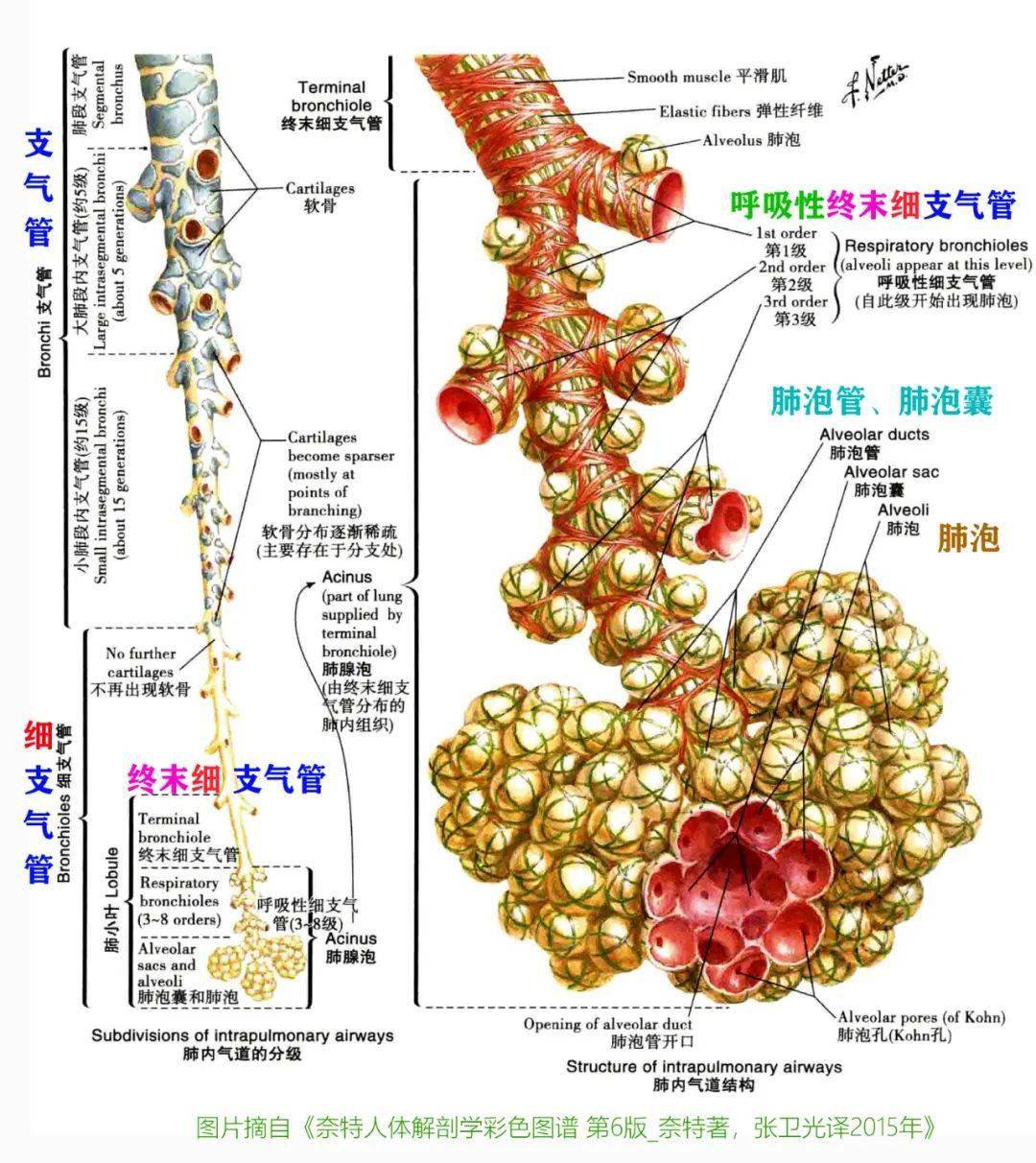 基础知识 呼吸道基础解剖知识复习