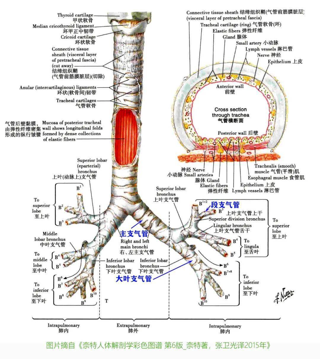 基础知识 | 呼吸道基础解剖知识复习_气管