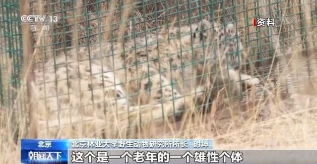 人们|卫星跟踪下的“雪豹流浪记”！人们的种种猜测逐渐揭晓→