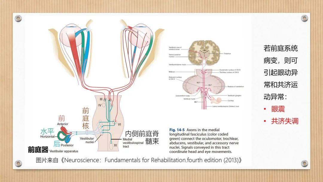 必备| 神经系统查体简要思路