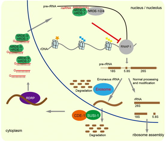 中国科大光寿红课题组揭示核仁rna干扰通路调控核糖体rna水平的分子