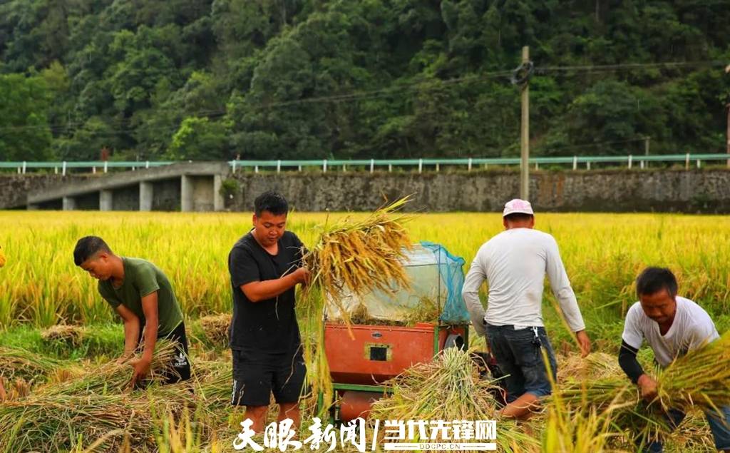 【我为群众办实事】剑河南明:抢收稻谷迎丰收 驻村队员来帮忙