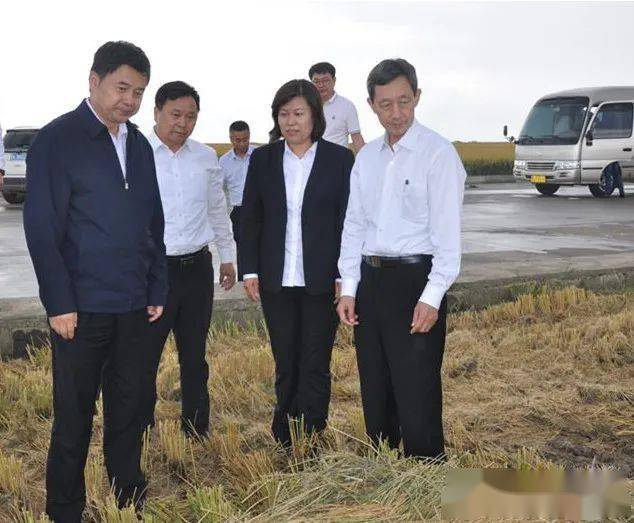 在七星农场垦川香示范种植基地,调研组询问水稻品种的丰产性,适口性